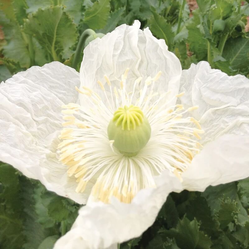 Persian White Poppy Seeds