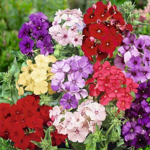Phlox Seeds - Flower Plant for Home Gardens