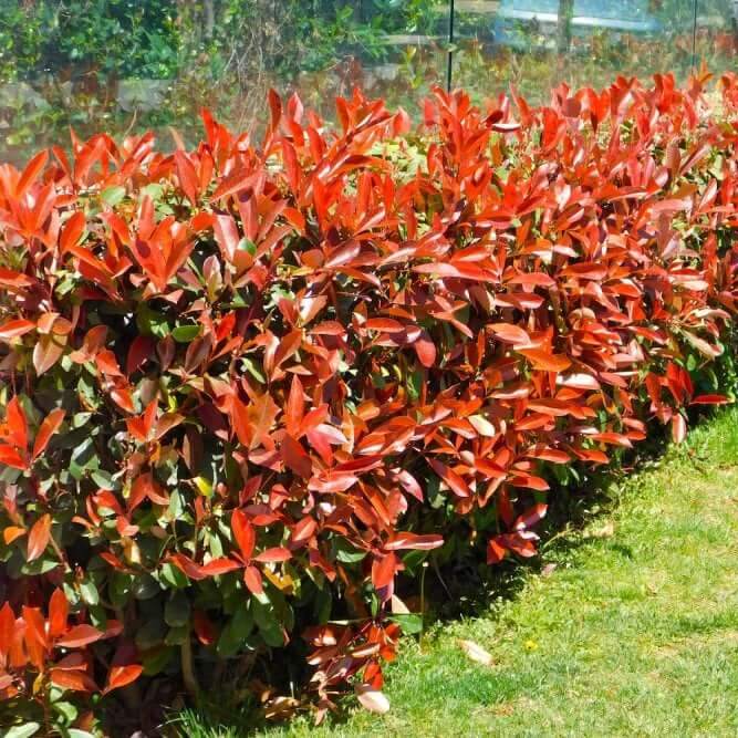 Photinia Robin Seeds