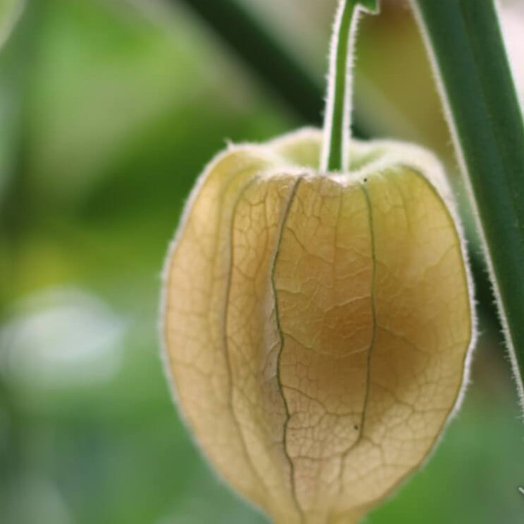 Physalis peruviana seeds - Fruit Plant