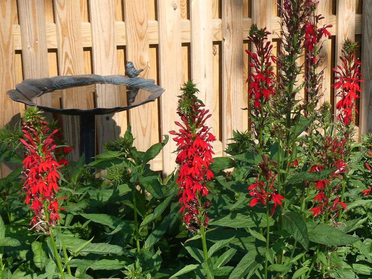 Lobelia Cardinalis Seeds - Heirloom Flower Plant for Home Gardens