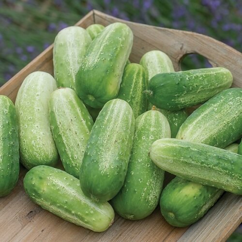 Picklebush cucumber seeds - Vegetable Plant