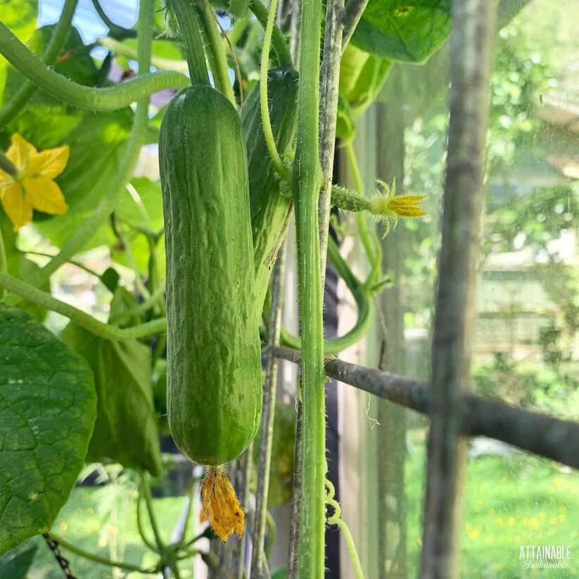 Pickling Cucumber Seeds