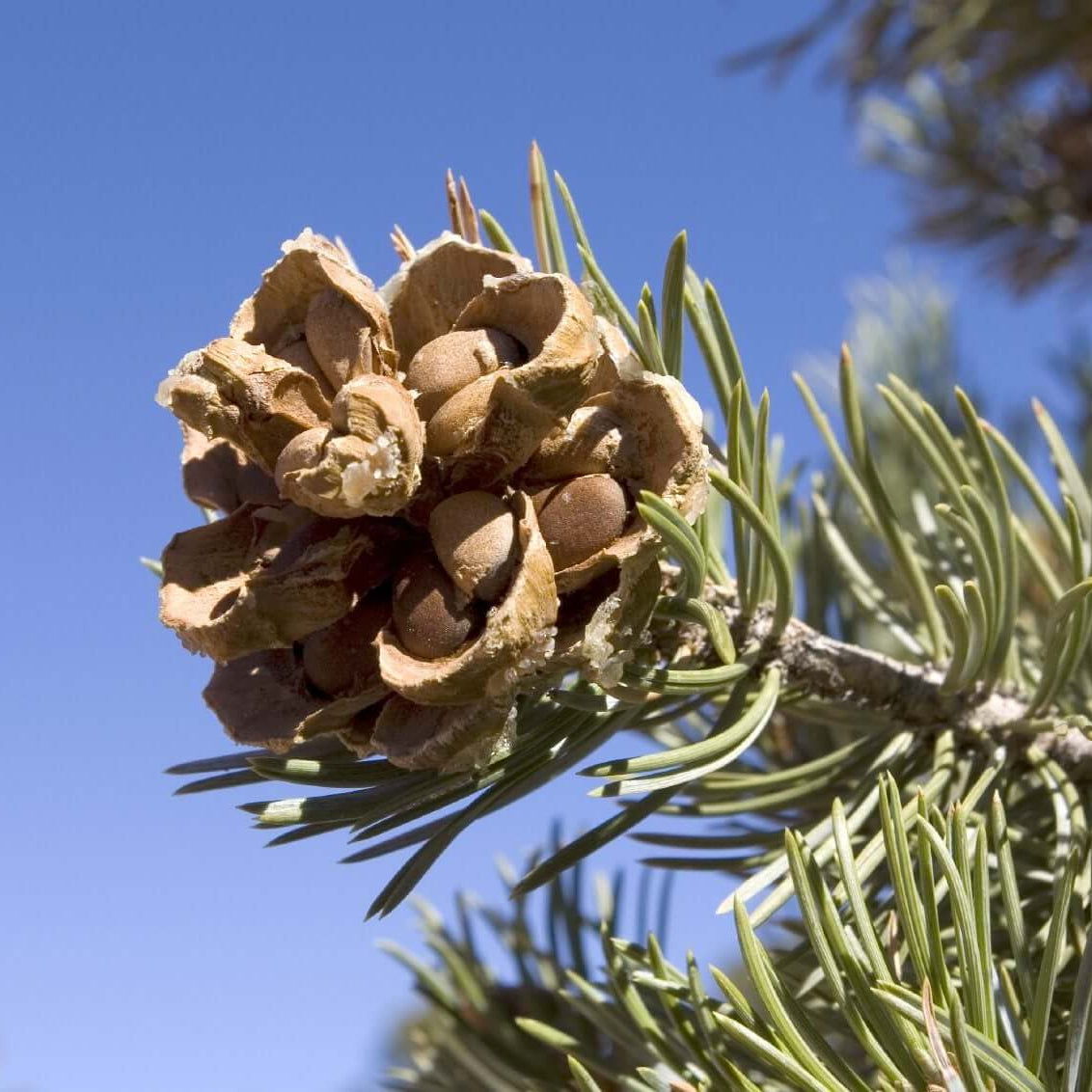 Pine Seeds - Fruit Plant for Home Gardens