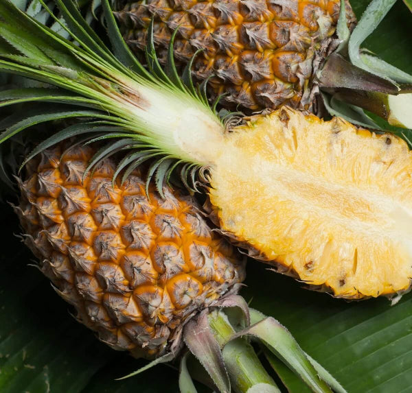 Pineapple Seeds - Fruit Plant for Home Gardens