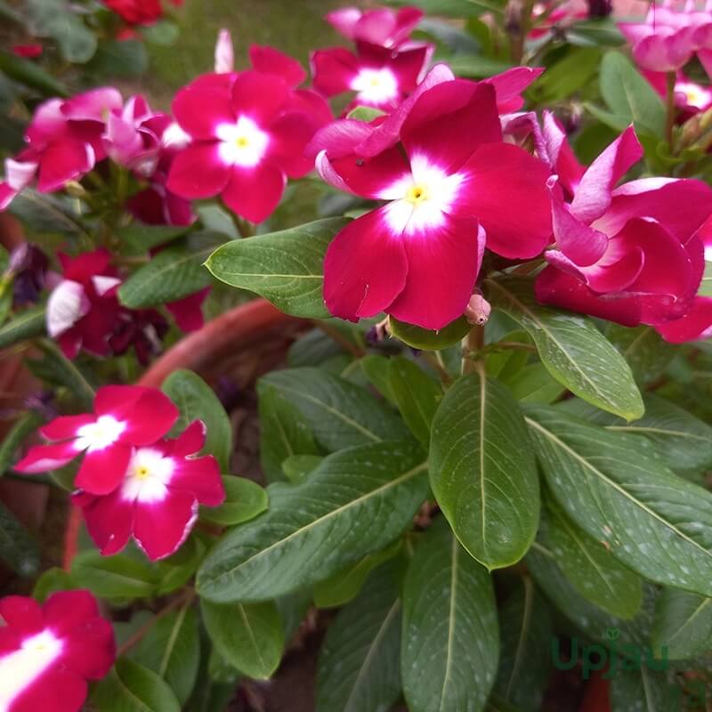 Pink Adenium Obessum Seeds - Flower Plant