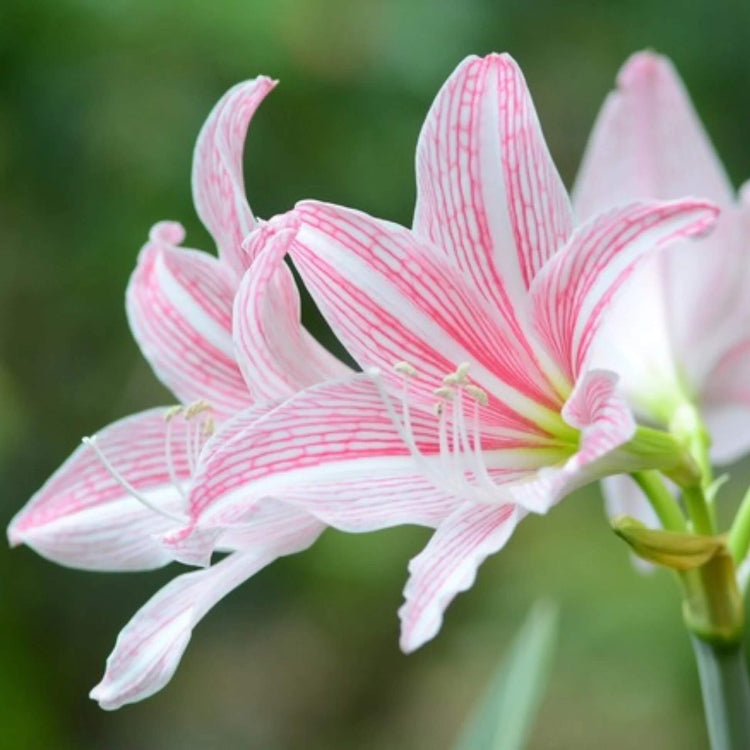 Pink Amaryllis Seeds - Flower Plant for Home Gardens
