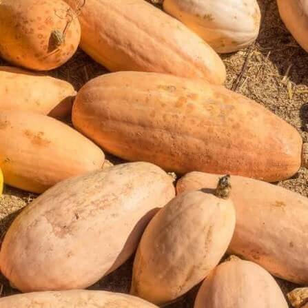 Pink Banana Pumpkin Seeds