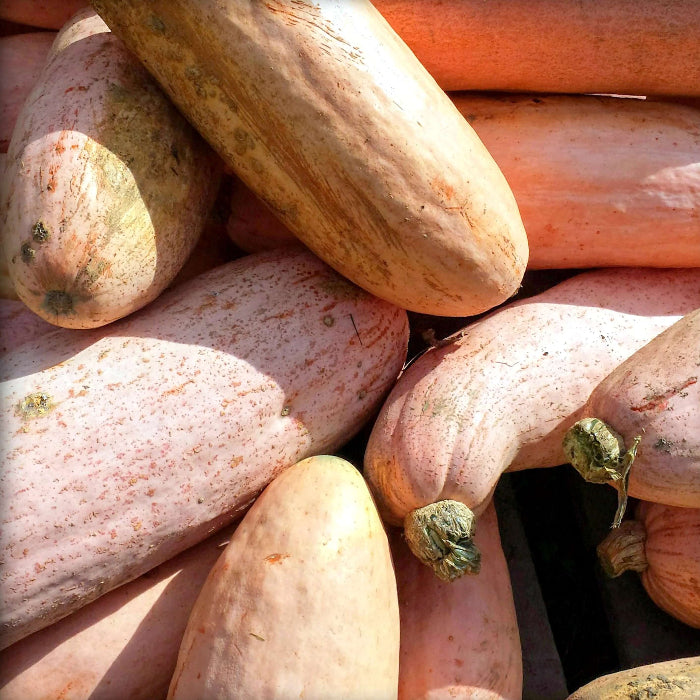 Pink Banana Type Candy Roaster Squash Seeds