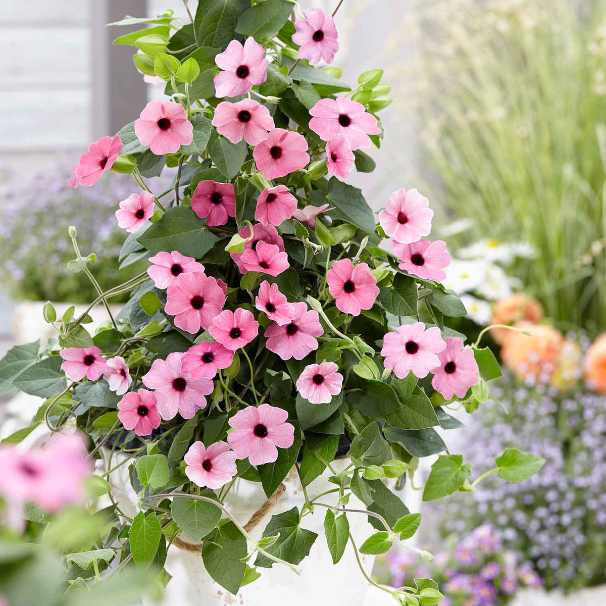 Pink Beauty Thunbergia Seeds - Heirloom Flower Plant for Home Gardens