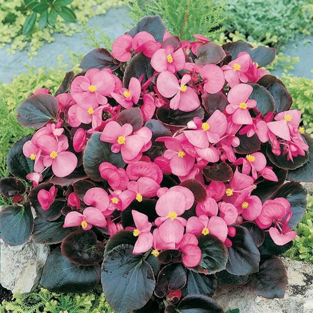 Pink Begonia Seeds