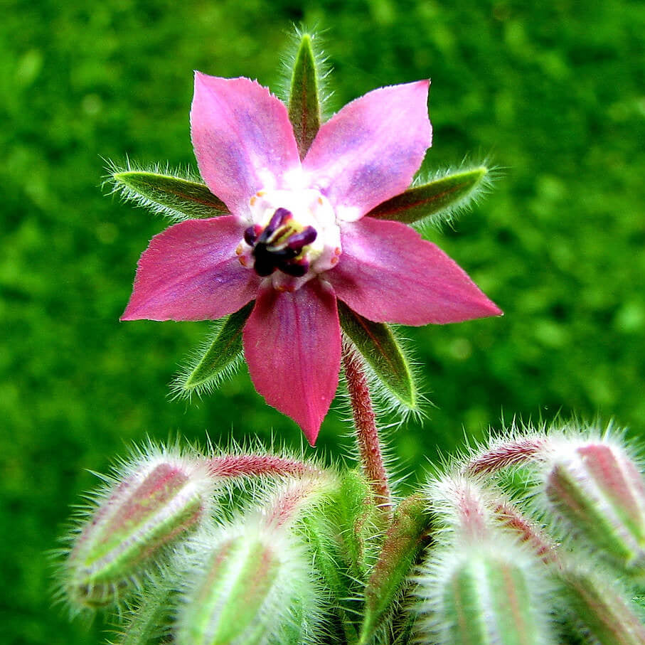 Pink Borage Seeds