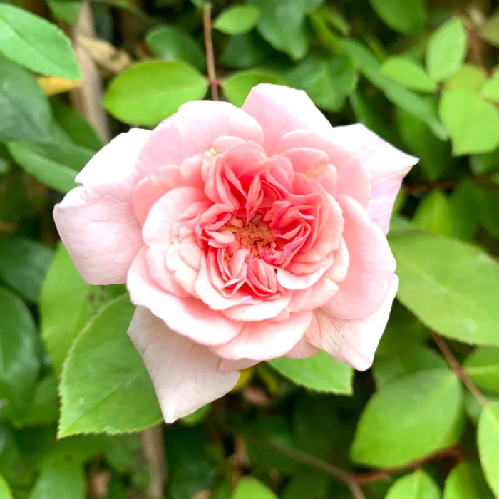 Pink Climbing Rose Cecile Brunner Seeds - Vegetable Plant
