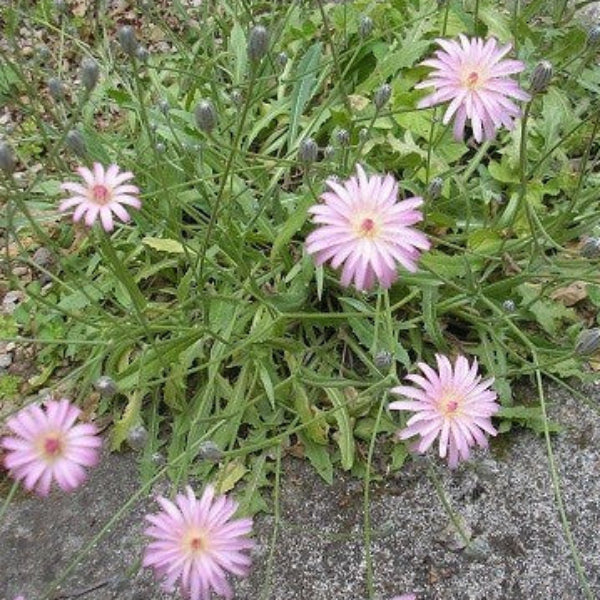 Pink Dandelion Seeds