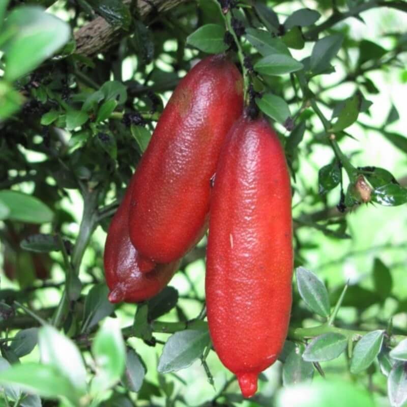 Pink_Finger_Lime_Seeds
