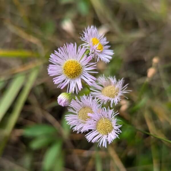 Pink Fleabane Daisy Seeds - Flower Seeds