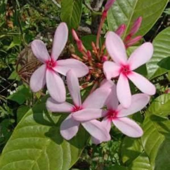 Pink Gardenia Seeds