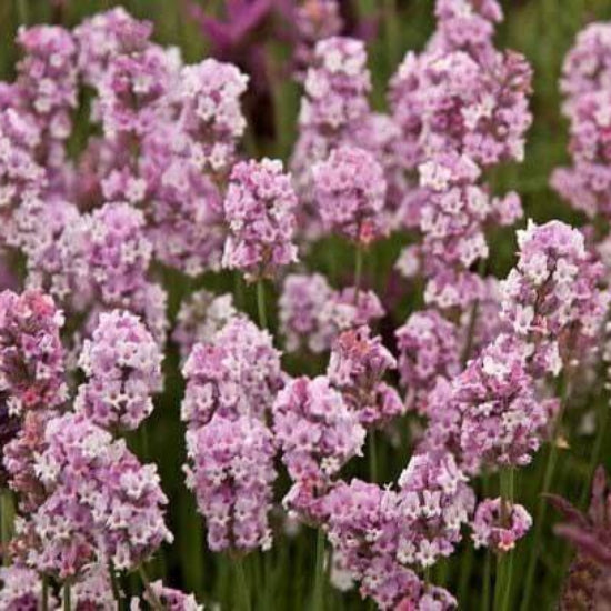 Pink Lavender Seeds