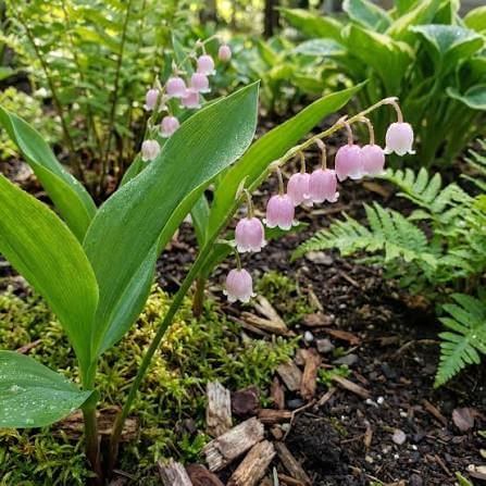 Pink Lily Of The Valley Seeds