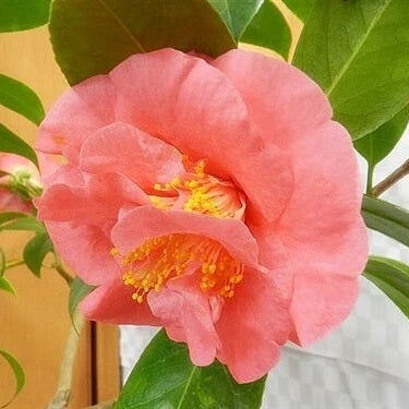 Pink Orange Camellia Seeds