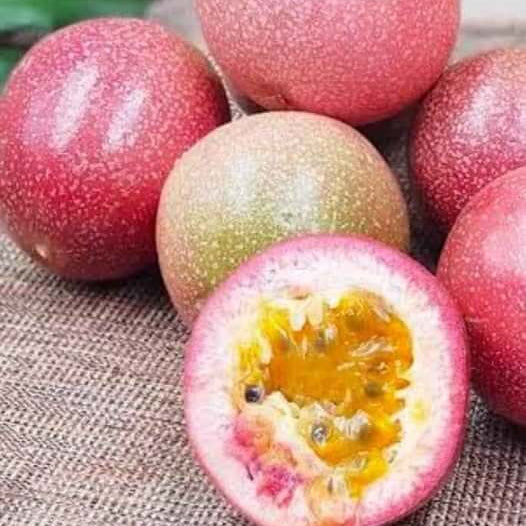 Pink Passion Seeds