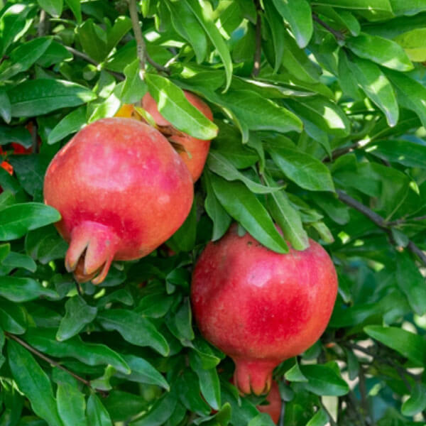 Pink Pomegranate Seeds