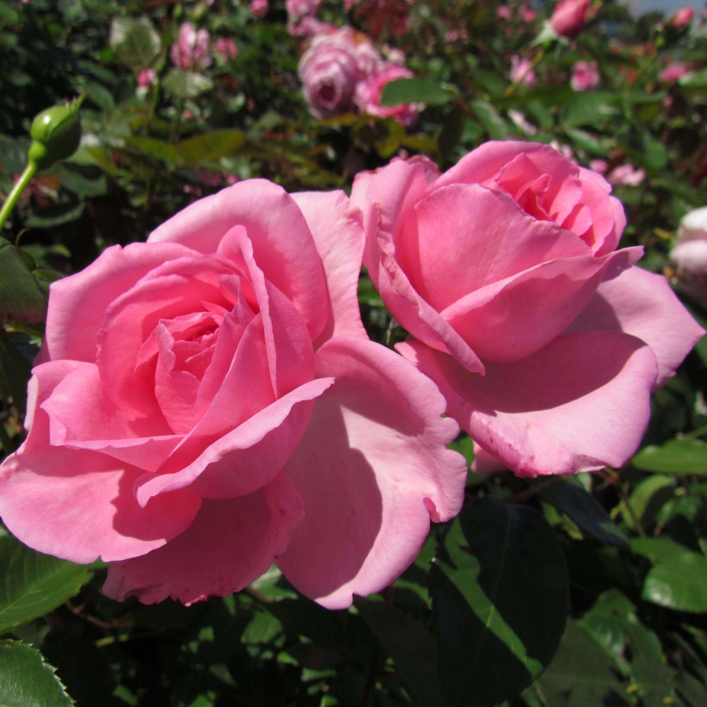 Pink Rose Seeds - Flower Plant