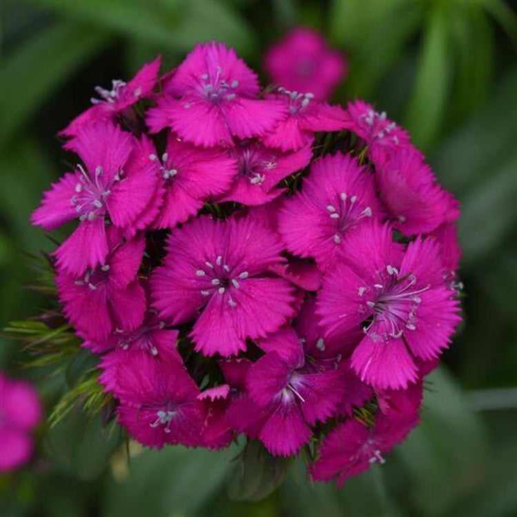 Pink Sweet William Seeds - Flower Plant for Home Gardens