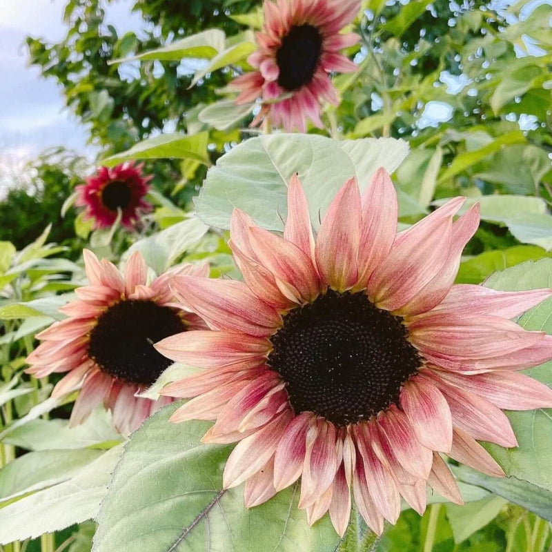 Pink Tectorum Rose Sunflower Seeds