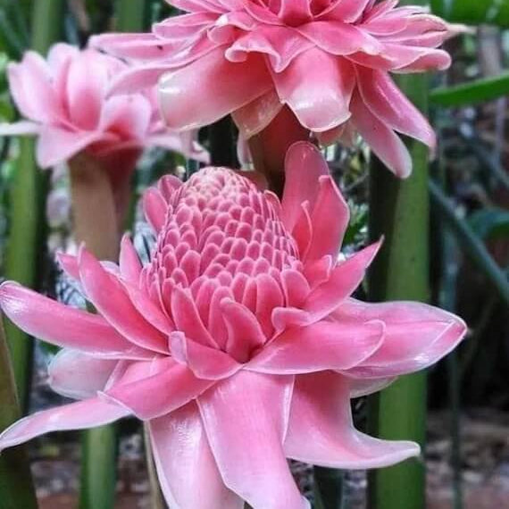Pink Torch Ginger Etlingera Elatior Seeds