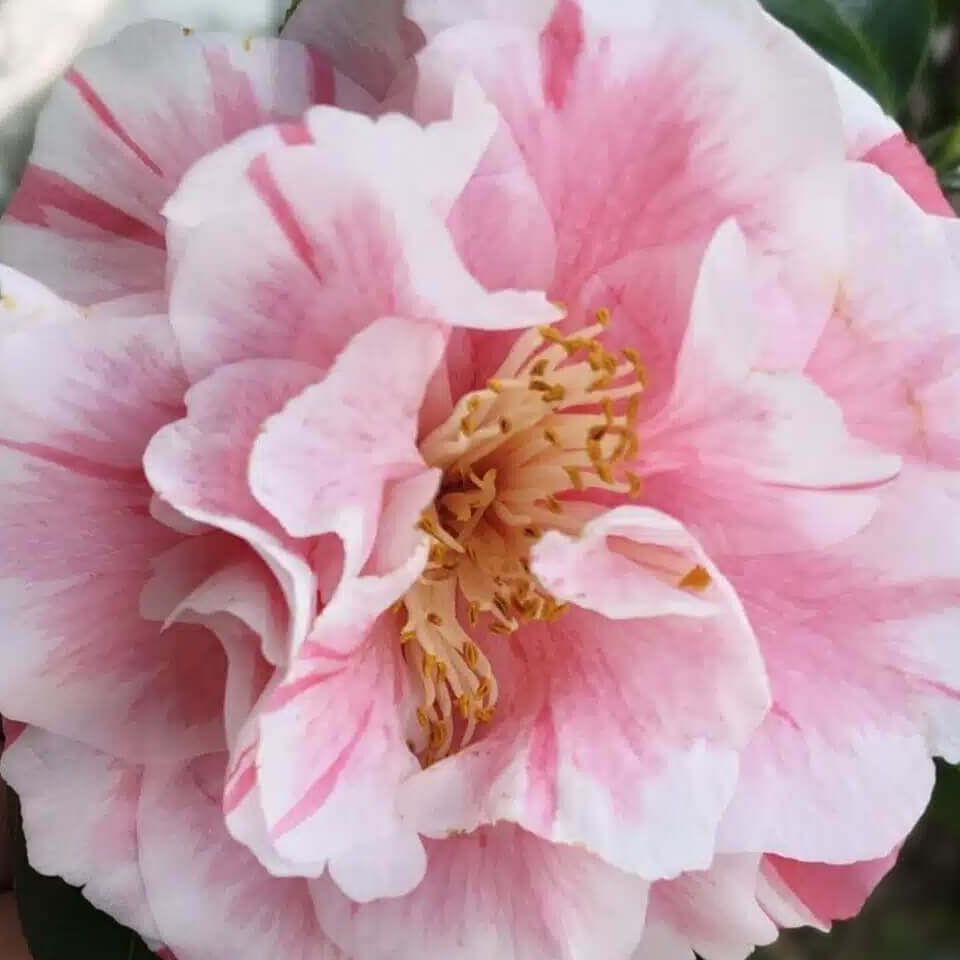 Pink White Camellia Seeds