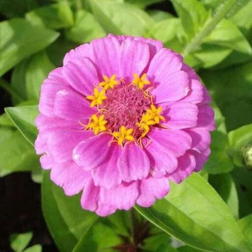 Pink Zinnia Seeds - Flower Plant