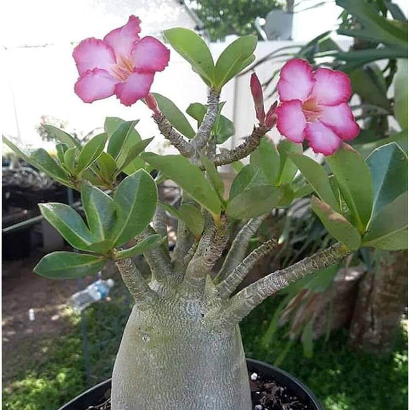 Pink and White Adenium Obesum Seeds - Flower Plant