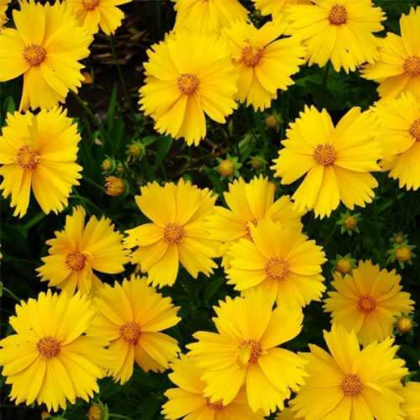 Plains Coreopsis Daisy Seeds - Flower plant