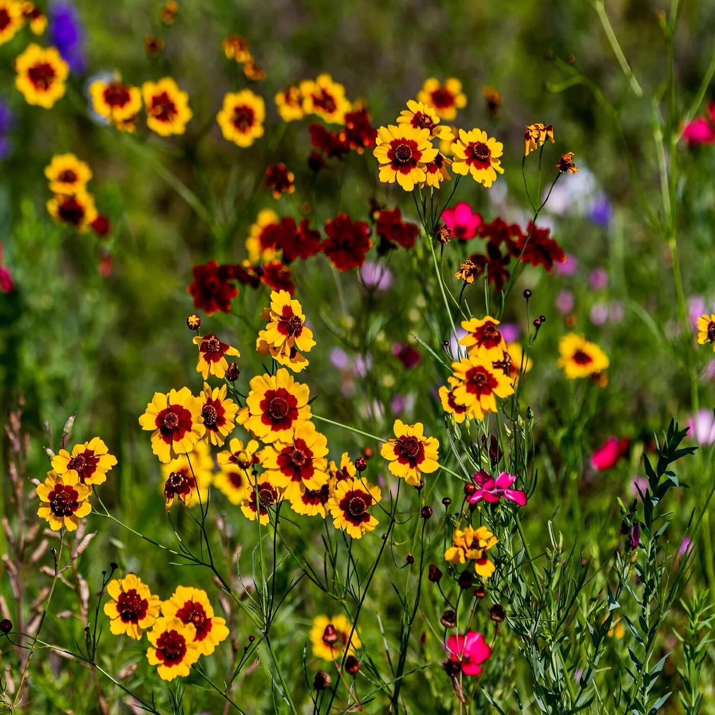 Plains Coreopsis Seeds - Flower Plant