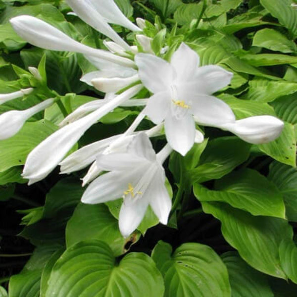 Plantain Lily Seeds