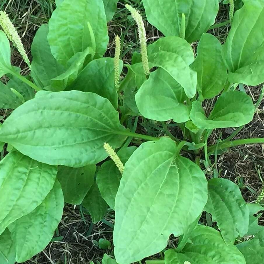 Plantain Seeds - Herbal Plant for Home Gardens