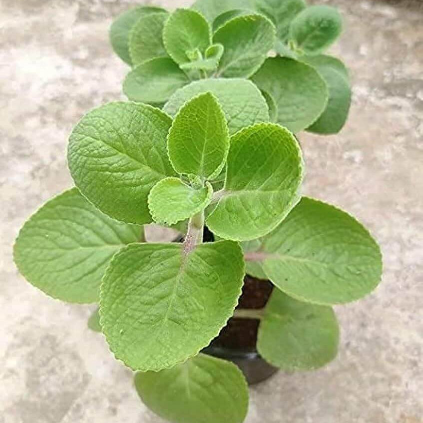 Plectranthus Amboinicus Seeds