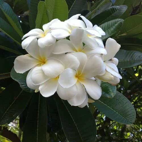 Plumeria Alba Seeds