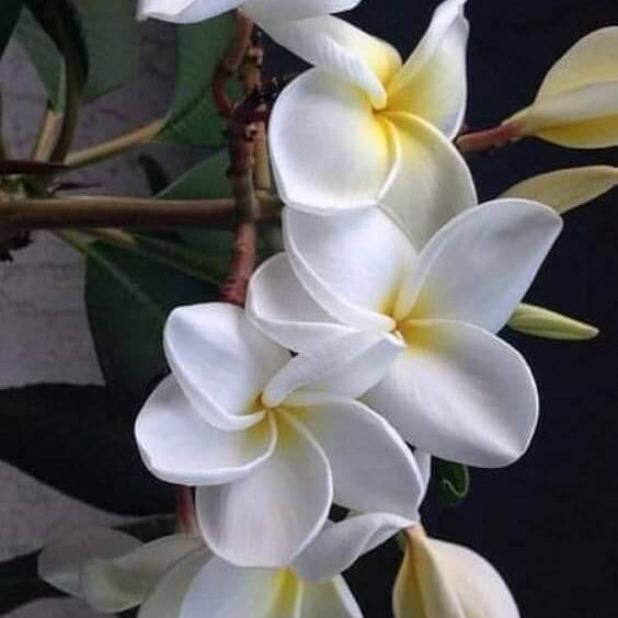 Plumeria Seeds