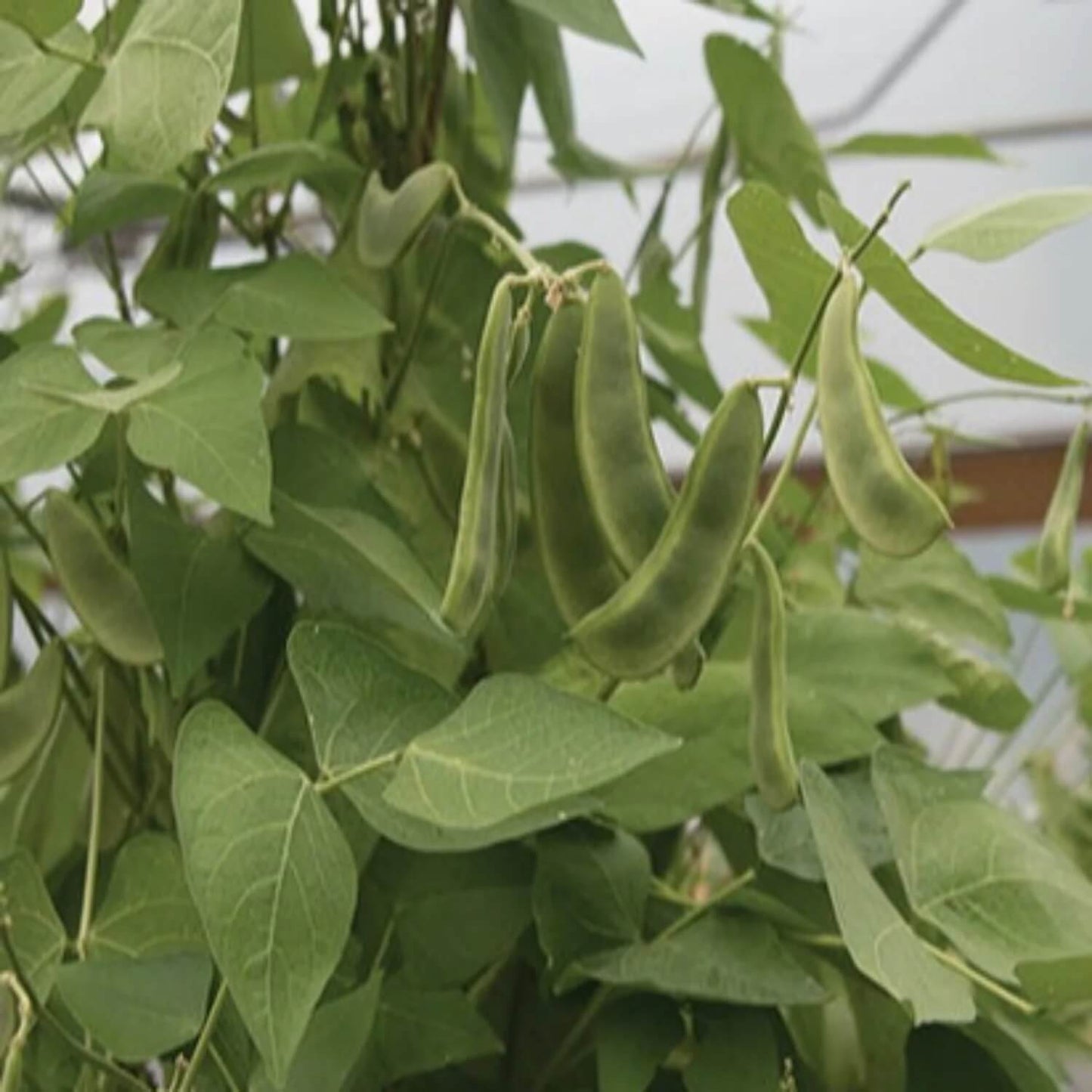 Pole lima bean seeds - Vegetable Plant