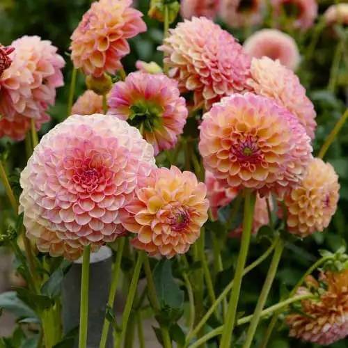 Pom Dahlia Seeds