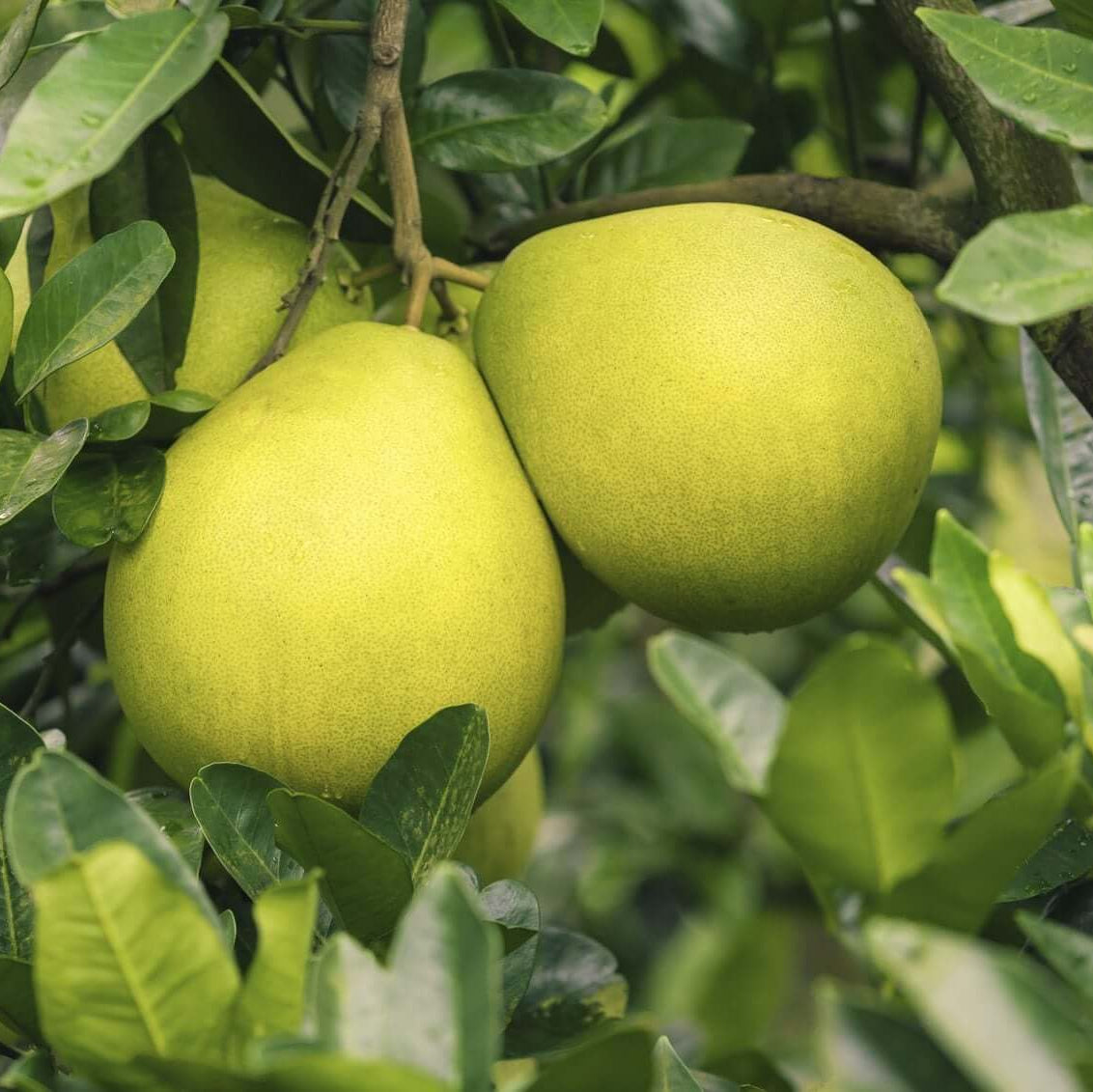 Pomelo seeds - Fruit Plant for Home Gardens