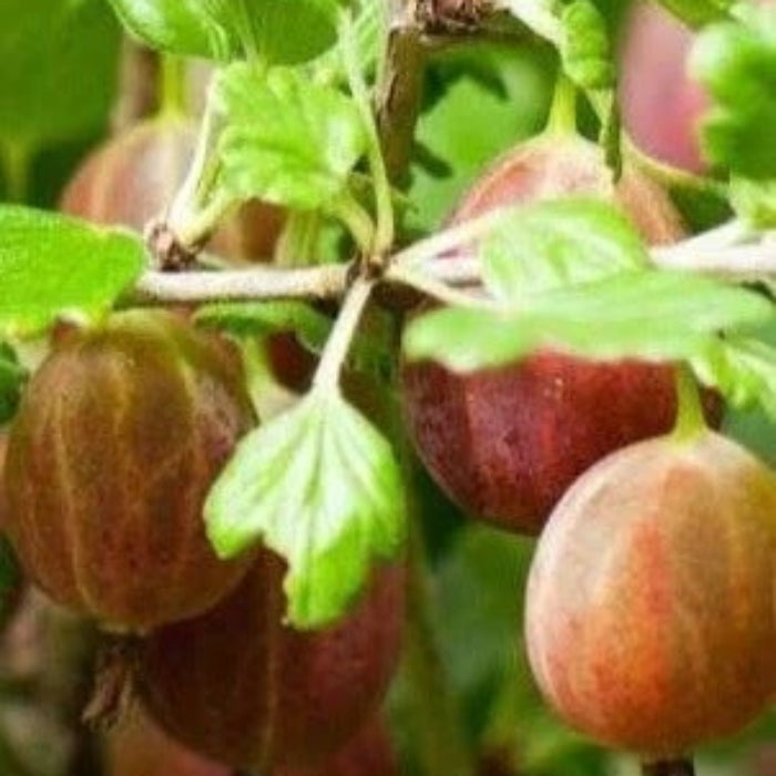 Poorman Red Gooseberry Seeds