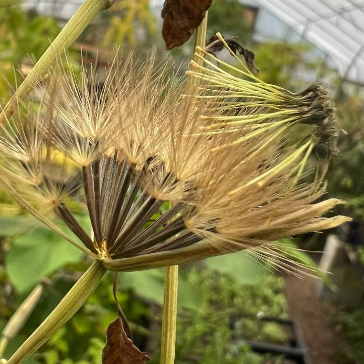 Porophyllum Ruderale Papalo Seeds - Herbal Plant