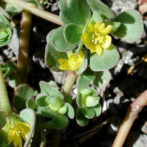 Portulaca Oleracea Seeds