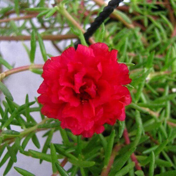 Portulaca Red Seeds