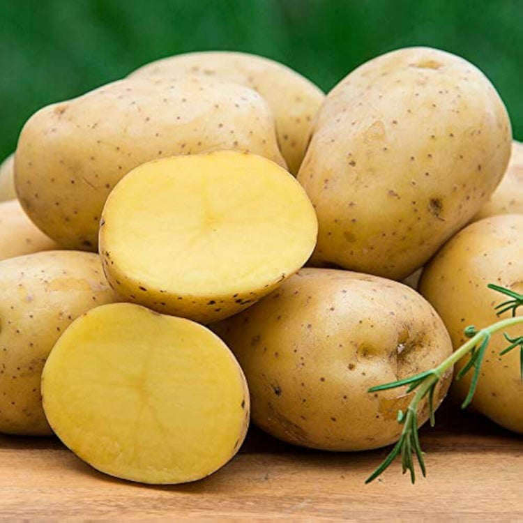 Potato Seeds - Vegetable Plant