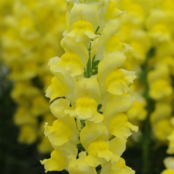 Potomac Snapdragon Seeds - Flower Plant