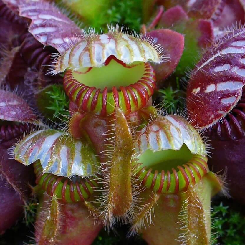Potted Albany Pitcher Plant Seeds – Carnivorous Plant Seeds for Home Gardens